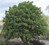 Hevoskastanja, myyntikorkeus 150-250 cm