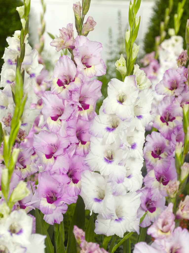 Gladiolus Cotton Candy