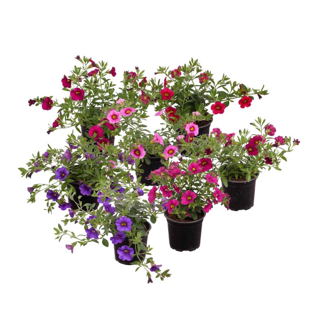 Miljoonakello Pikkupetunia