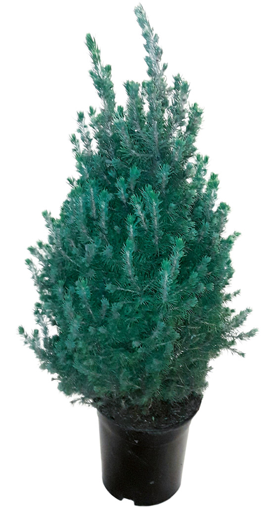 Kartiovalkokuusi