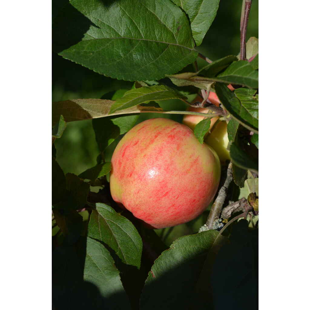 Omenapuu 'Pirja'