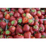 Mansikka Marketta 10 kpl