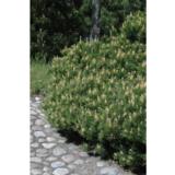 Vuorimänty, myyntileveys 60-80 cm