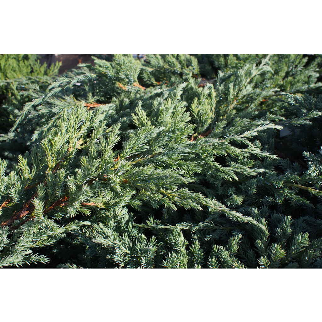 Sinikataja 'Blue Carpet'