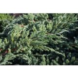 Sinikataja Blue Carpet, myyntileveys 30-40 cm astiakoko 5L