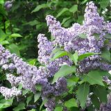 Pihasyreenin aitataimet 6 kpl/ltk