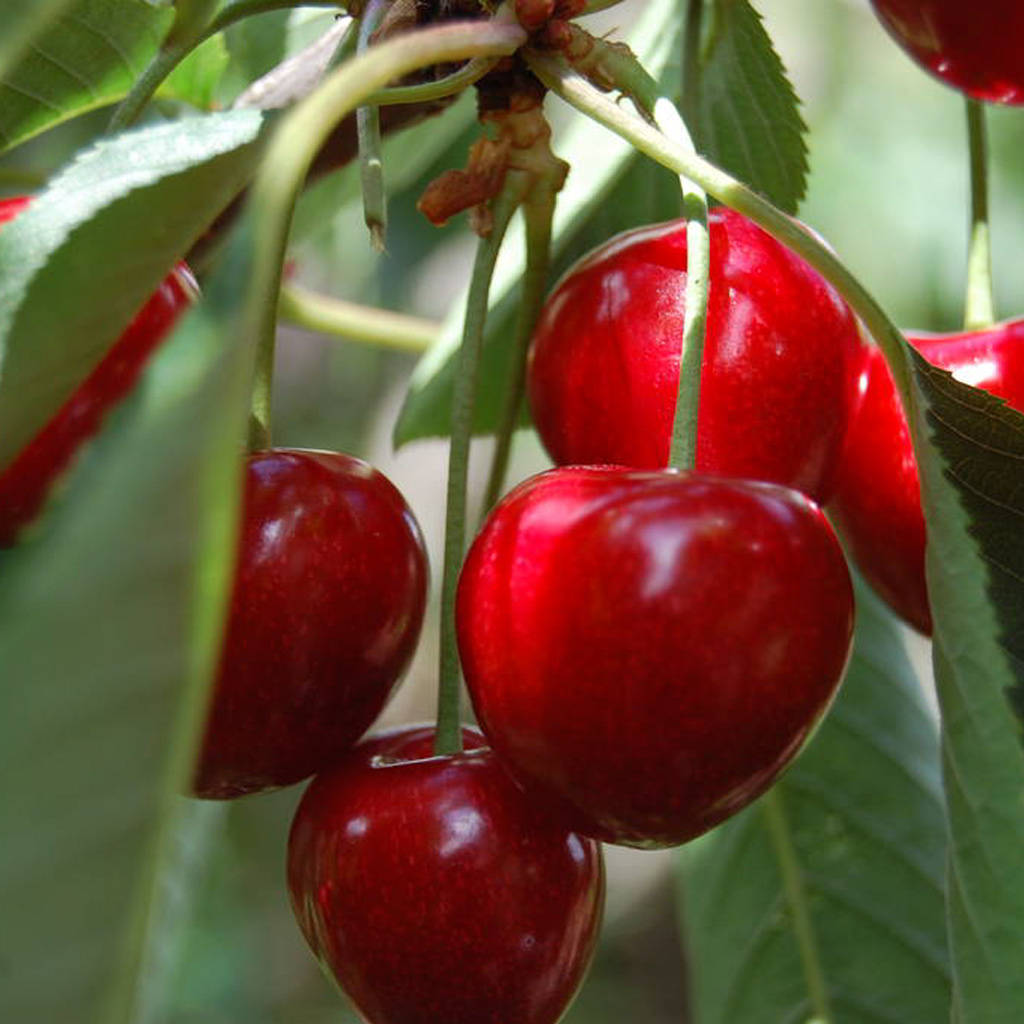 Makeakirsikka 'Stella'