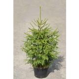 Metsäkuusi, myyntikorkeus 60-80 cm