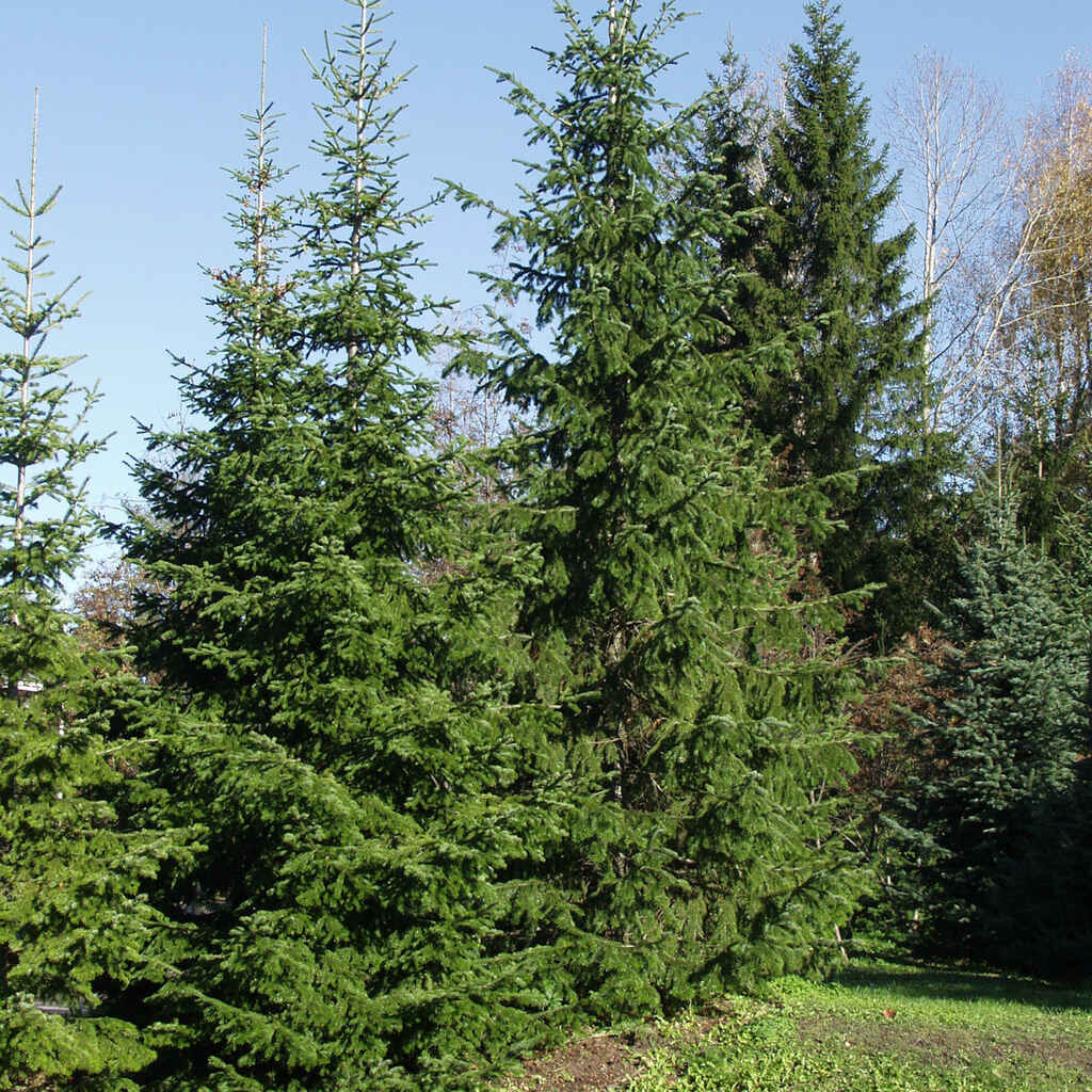 Siperianpihta