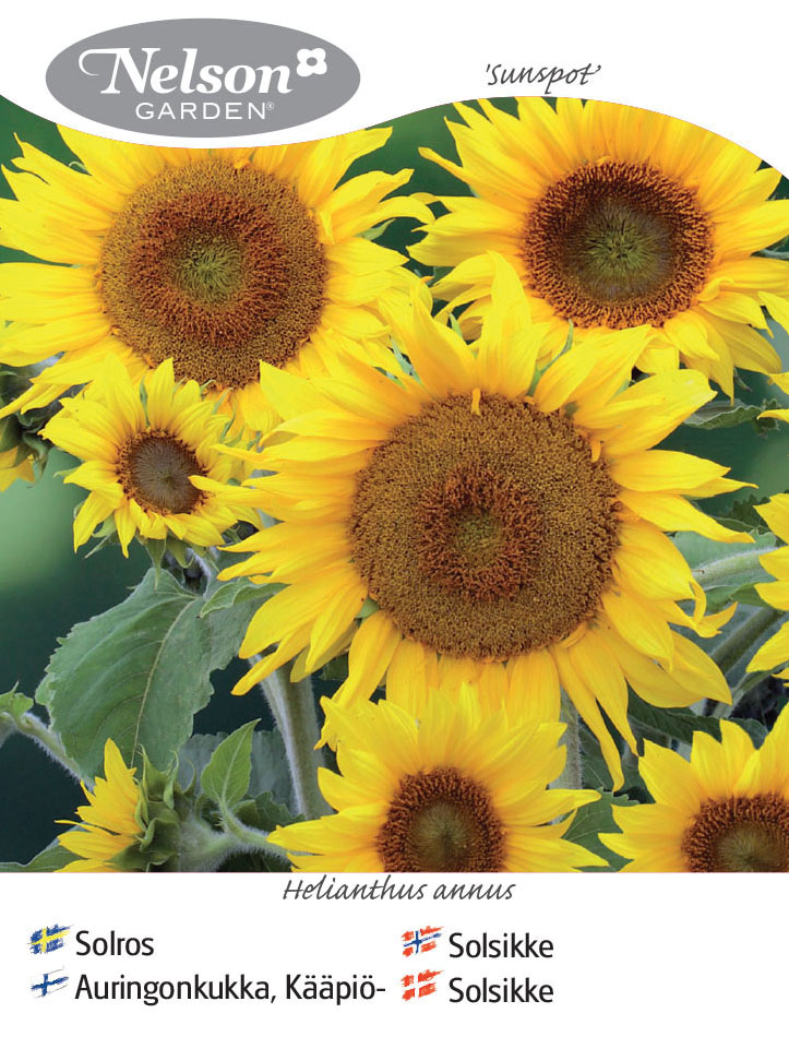 Kääpiöauringonkukka, Sunspot 250g
