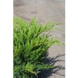 Tarhakataja Mint Julep, myyntileveys 40-50 cm astiakoko 7,5L