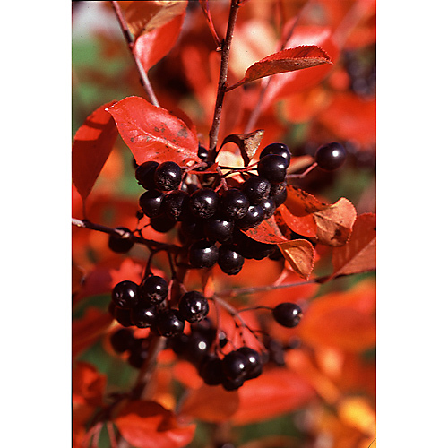 Koristearonia aitataimi 8 kpl