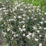 Grönlanninhanhikki, astiakoko 2L