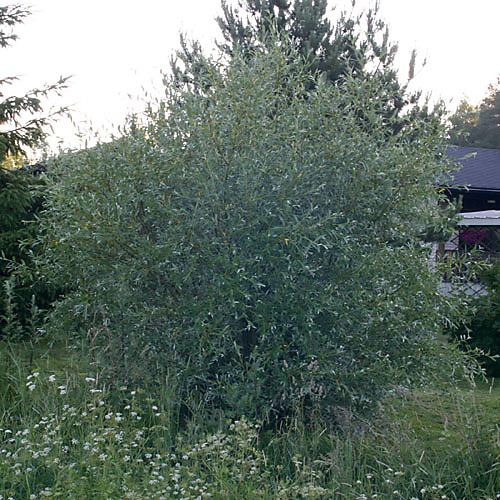 Hopeapaju, pensas