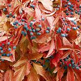 Säleikkövilliviini, astiakoko 2L