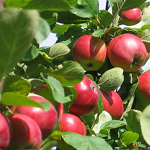 Omenapuu Maikki kääpiöivä