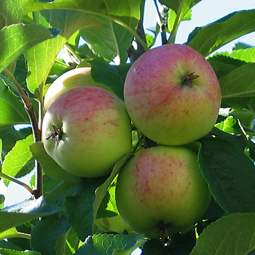Omenapuu Sariola