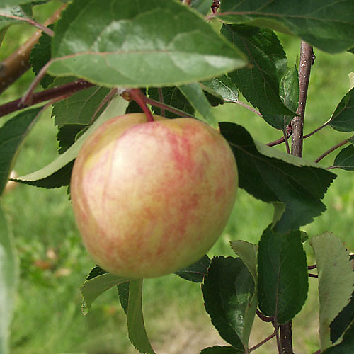 Omenapuu Sokerimiron