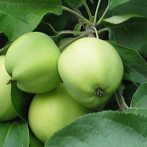 Omenapuu Valkeakuulas