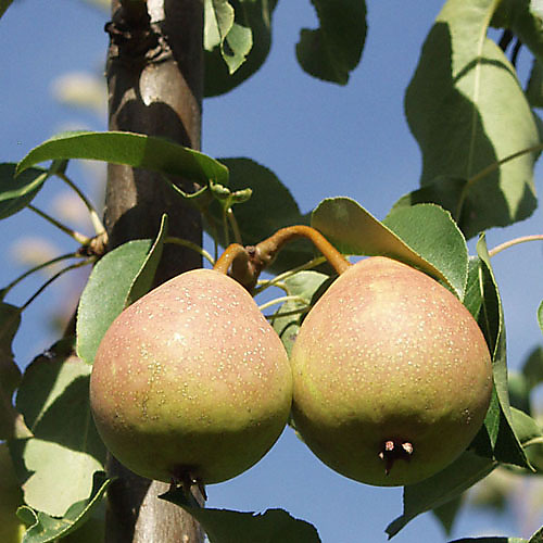 Päärynäpuu Aunenpäärynä