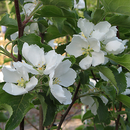 Paratiisiomenapuu Erstaa