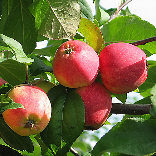 Omenapuu Jättimelba kääpiöivä