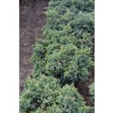 Sinikataja Blue Star, myyntileveys 25-30 cm astiakoko 5L