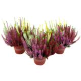 Calluna Quattro 13 cm Beauty Ladies