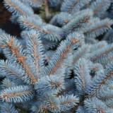 Pallohopeakuusi Glauca Globosa, myyntikorkeus 25-30 cm