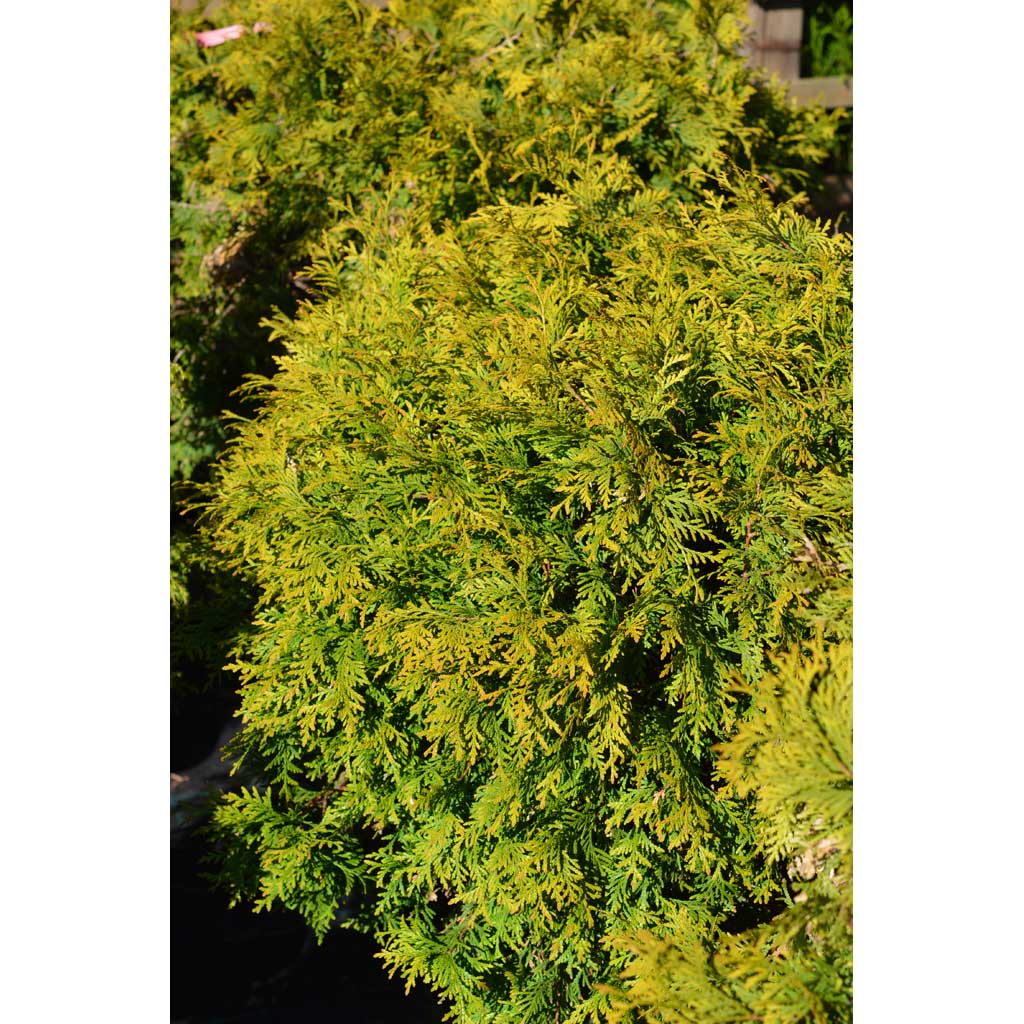 Pallotuija Golden Globe