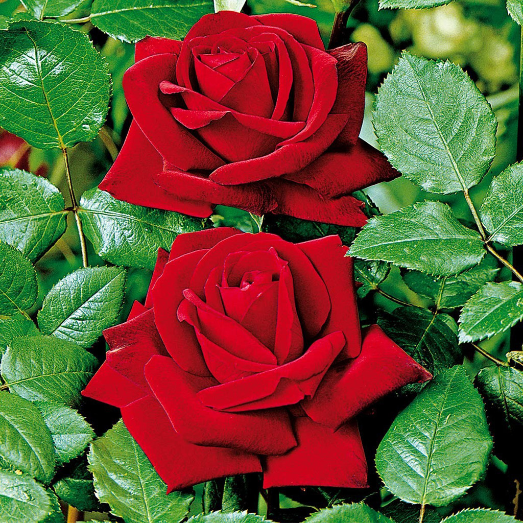 Ruusu Ingrid Bergman