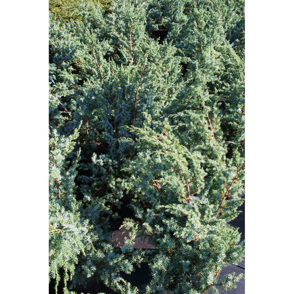 Kiinankataja 'Blue Alps'