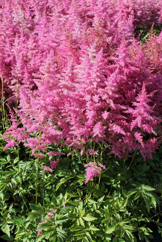 Jaloangervo Lilac