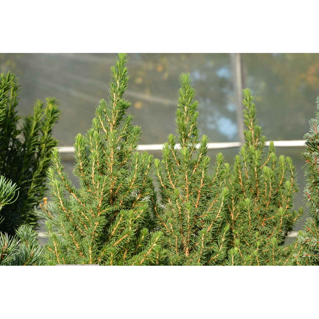 Kartiovalkokuusi 'Perfecta'