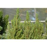 Kartiovalkokuusi Perfecta, myyntikorkeus 70-80 cm astiakoko 7,5L