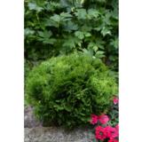 Pallotuija Danica, myyntileveys 25-30 cm, astiakoko 5 L