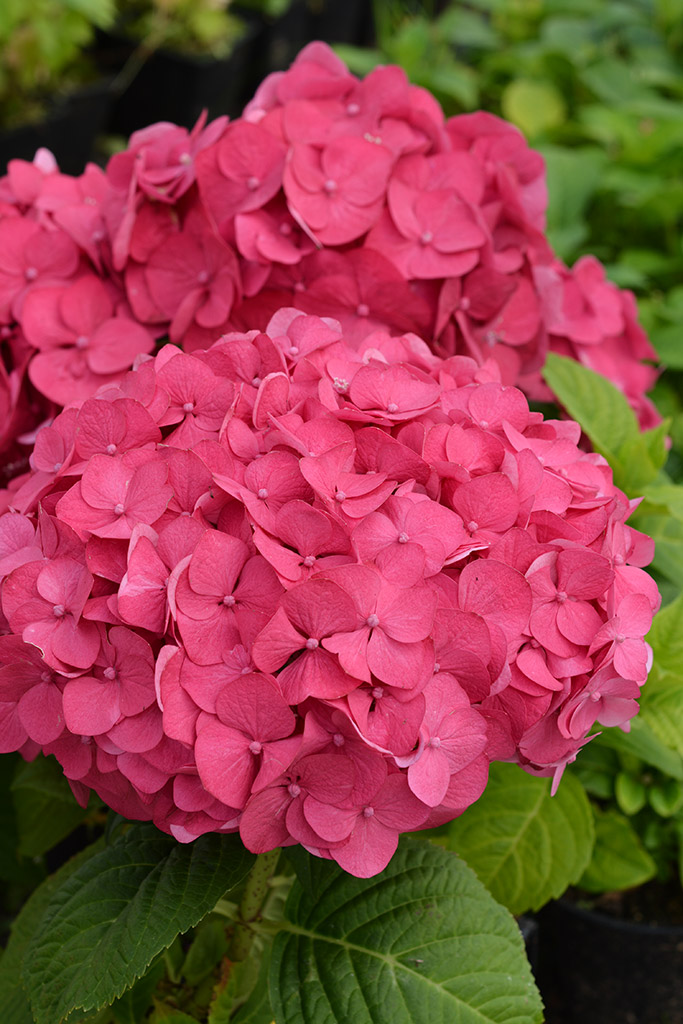 Jalohortensia Summer Love