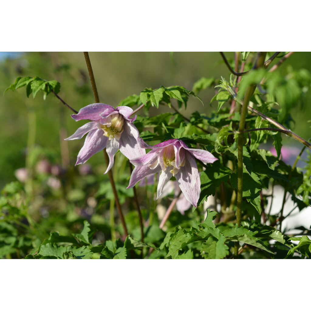 Kruunukärhö 'Markham's Pink'