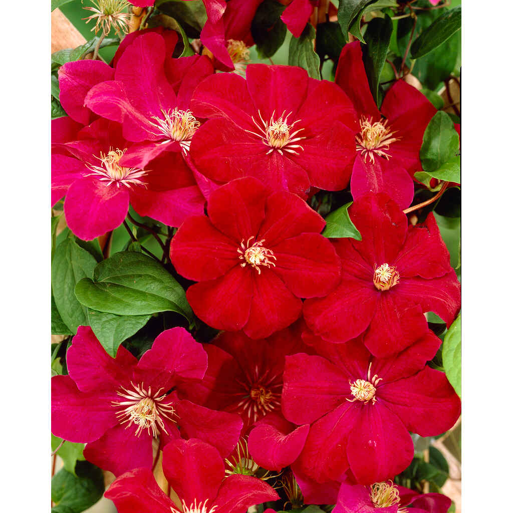 Loistokärhö 'Rouge Cardinal', kuva© Puutarha Tahvoset