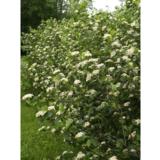 Marja-aronia Viking, astiakoko 3L