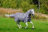 Hyönteisloimi EQCode Zebra
