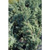 Kiinankataja Blue Alps, myyntikorkeus 30-40 cm, astiakoko 5L