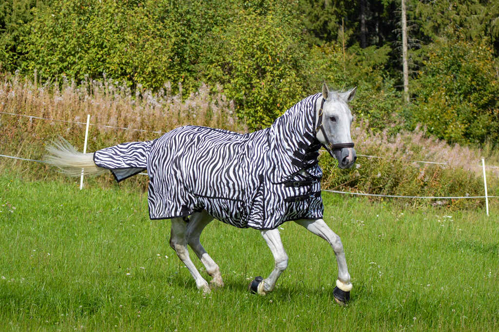 Hyönteisloimi EQCode zebra 135 cm