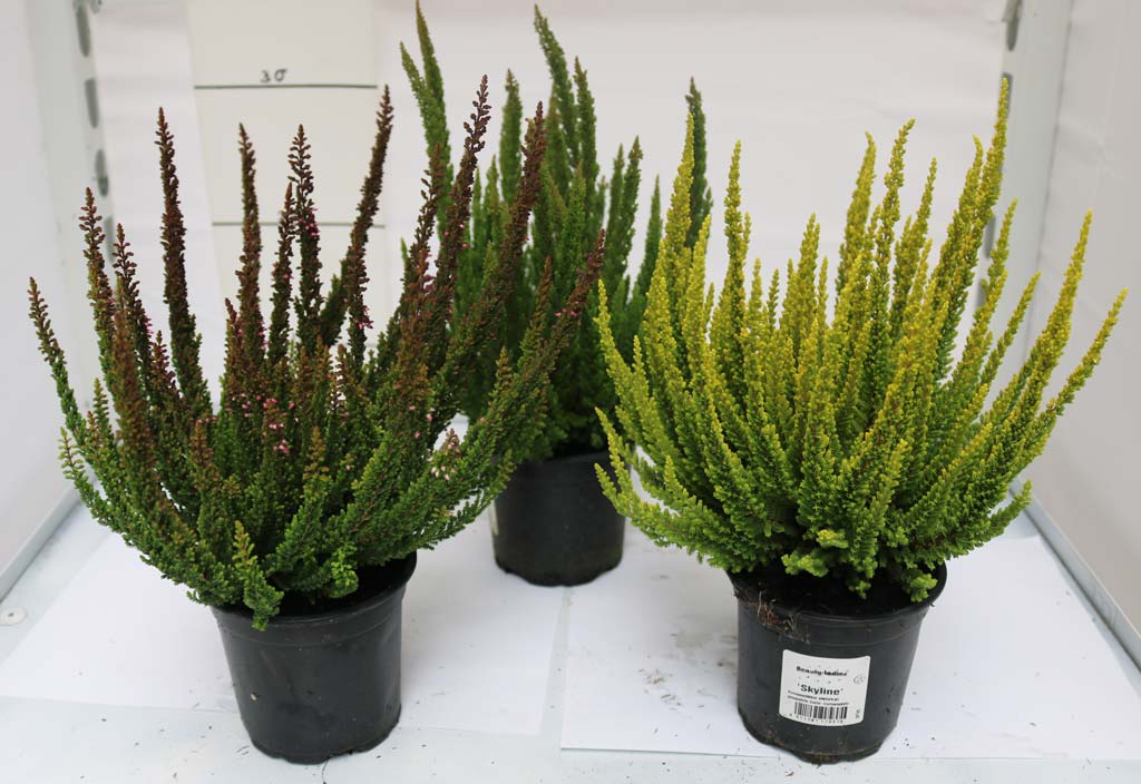 Calluna Skyline