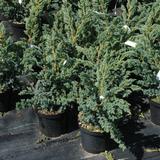 Sinikataja Meyeri, myyntikorkeus 30-40 cm astiakoko 5L