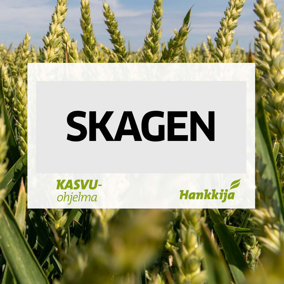 Skagen syysvehnä
