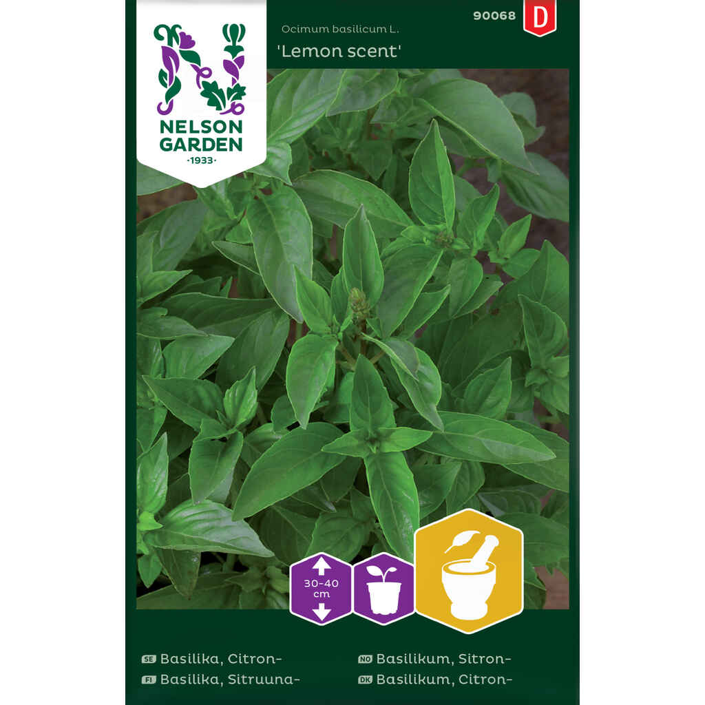 Sitruunabasilika Lemon Scent