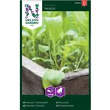Salaatti, rucola, 'Venetia'