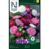 Kiinanasteri, Dwarf chrysanthemum, seos
