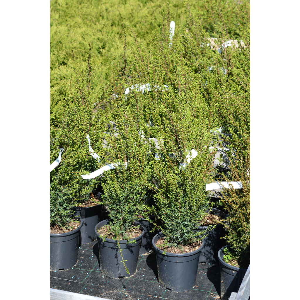 Pikkupilarikataja Sentinel